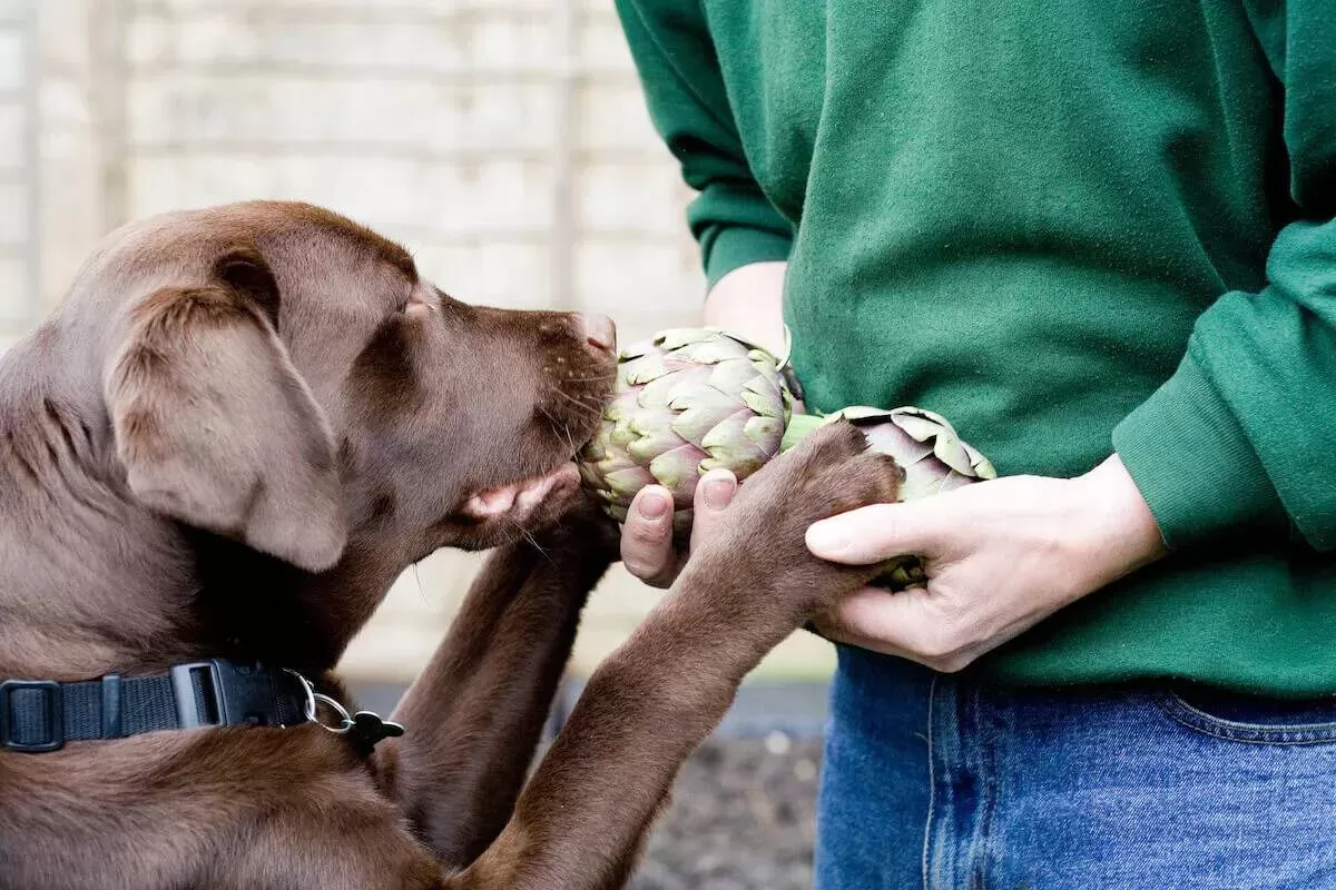 Can Dogs Eat Artichokes Safely, or Is It Too Risky? – The Native Pet