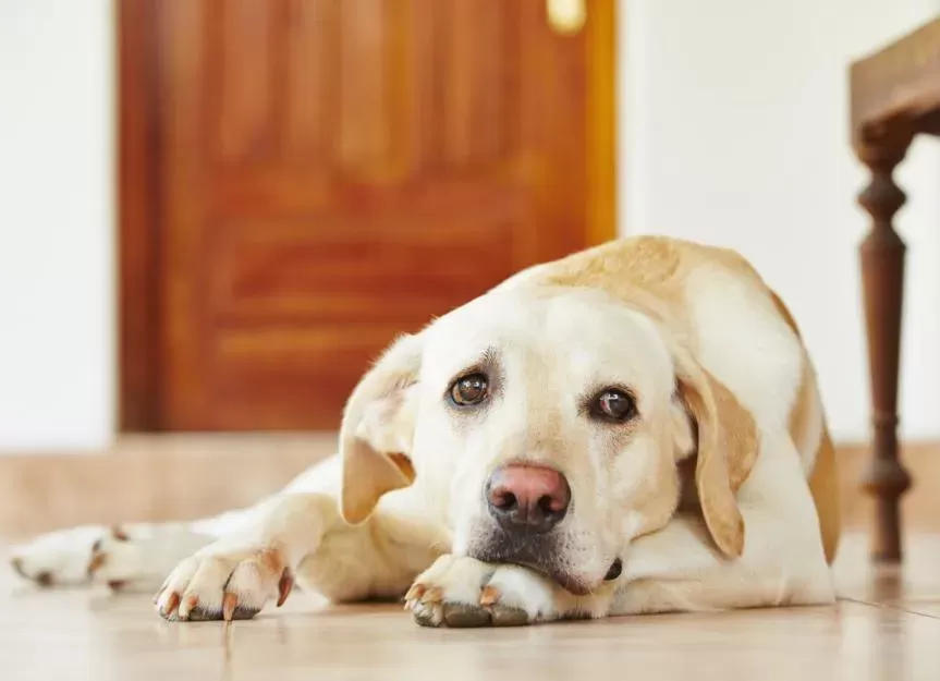 Diabetic Ketoacidosis (DKA) in Dogs