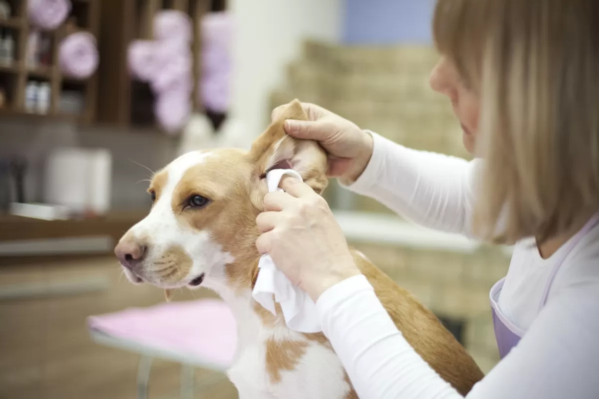 cleaning ears to ease a dog scratching ear