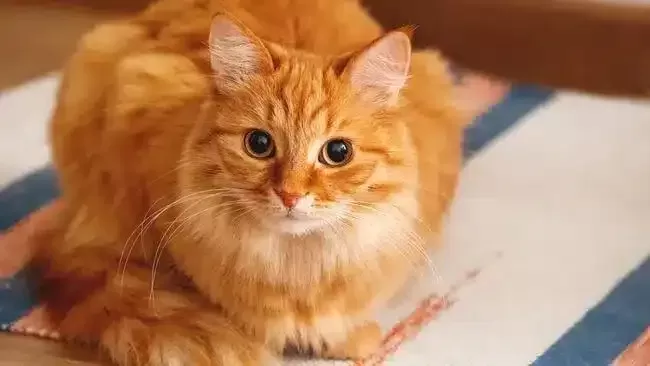 Are Orange Cats Really Dumb? Debunking the Myth (2023)