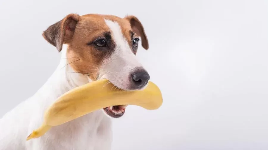 Can Dogs Have Bananas