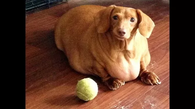 You might be killing your dog with kindness. Obesity in dogs is a major  health concern