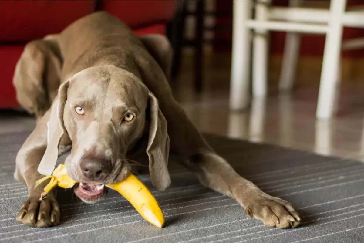 Can Dogs Eat Plantains?