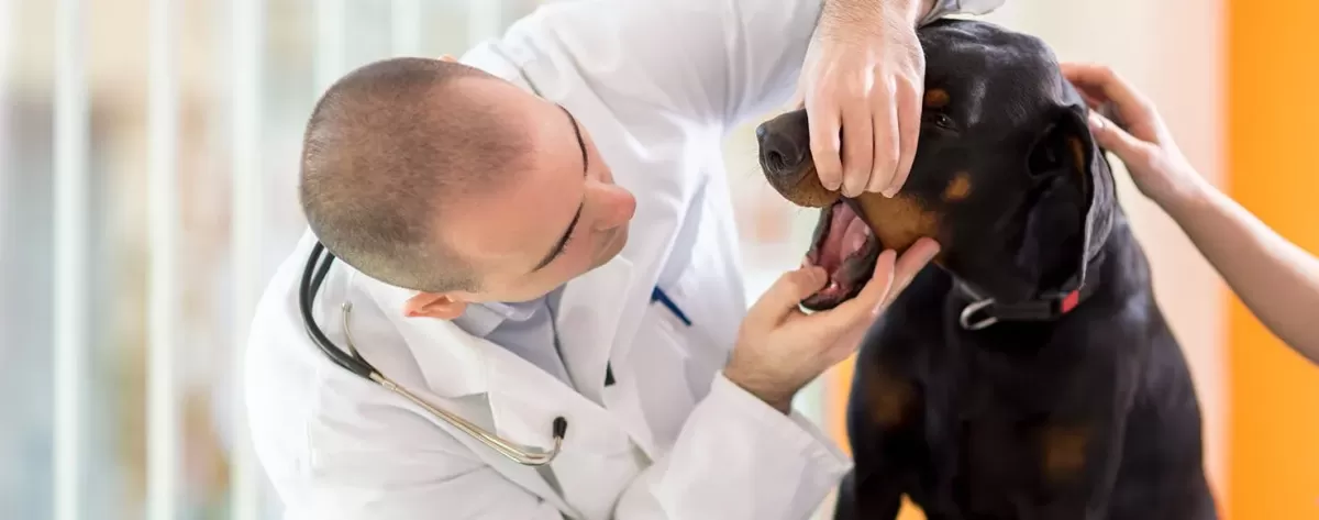 Can Dogs Get Mononucleosis?