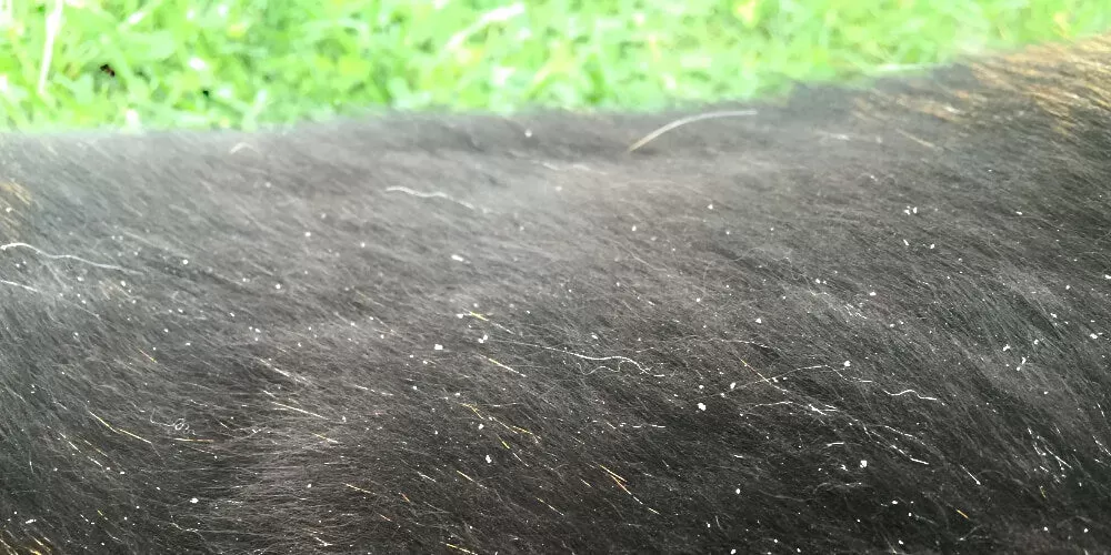 walking dandruff