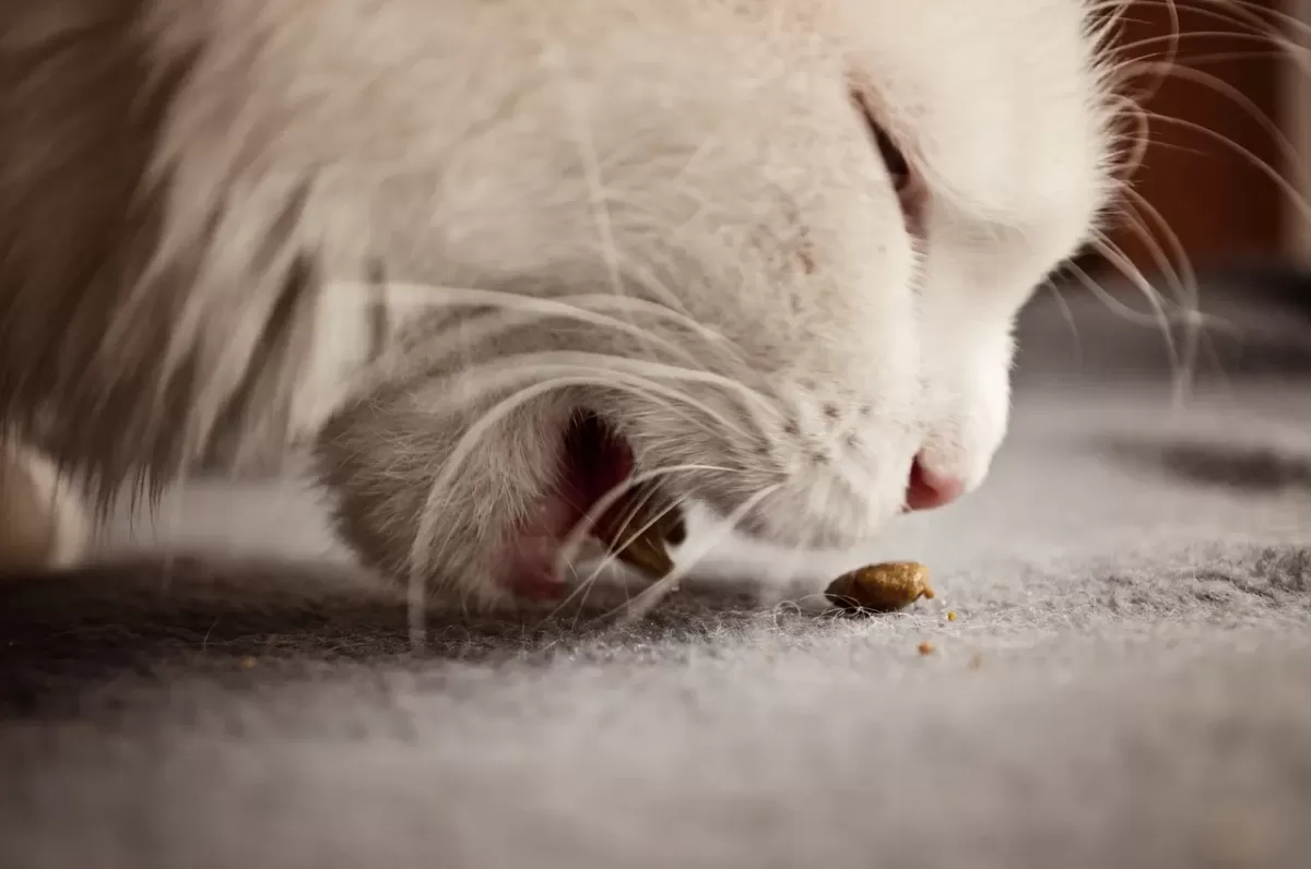 Cat Vomits after Every Meal