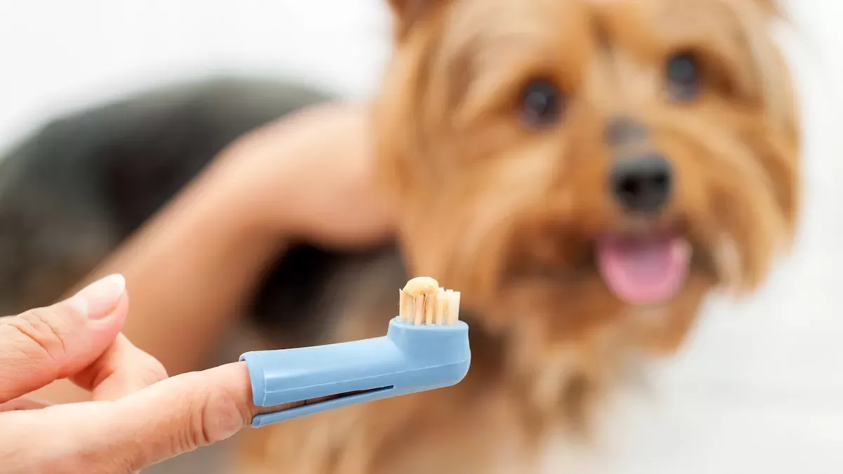 homemade dog toothpaste