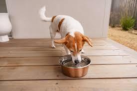 Dehydration in dogs