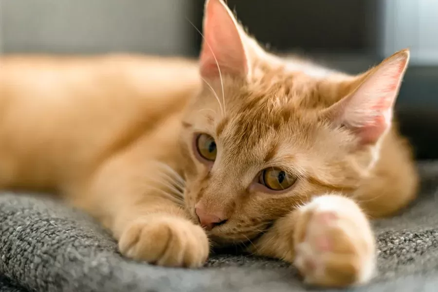 Understanding Seizures in Cats Causes Symptoms and Treatment