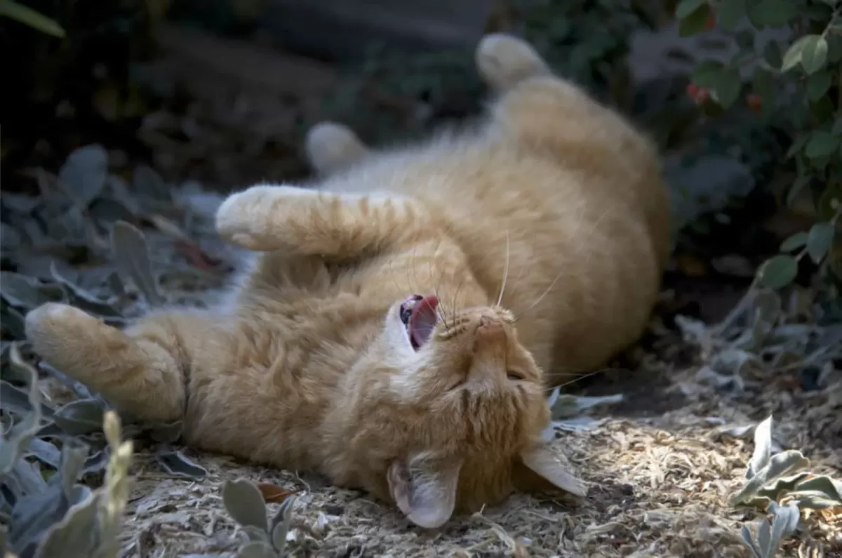 Why Do Cats Roll In Dirt? 12 Reasons For Dust Baths