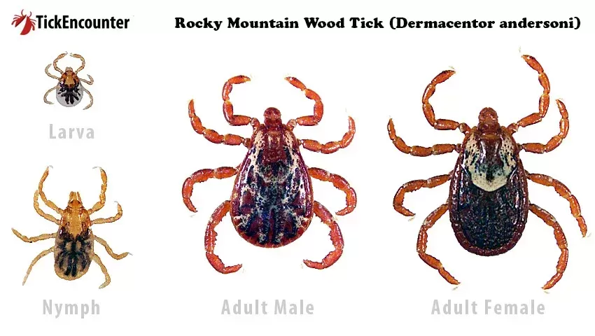 Rocky Mountain Wood Tick