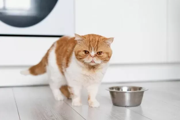 Your cat's not eating much but acting normal? Here is why!