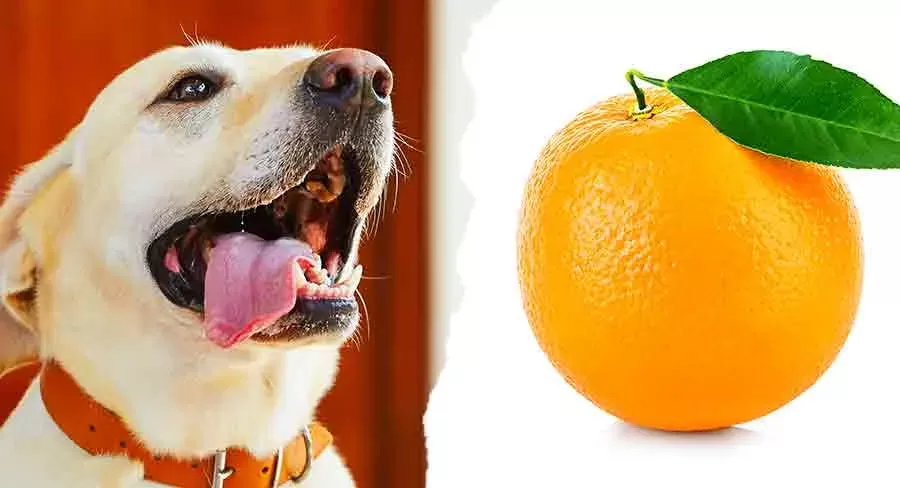 Can dogs eat citrus fruits best sale