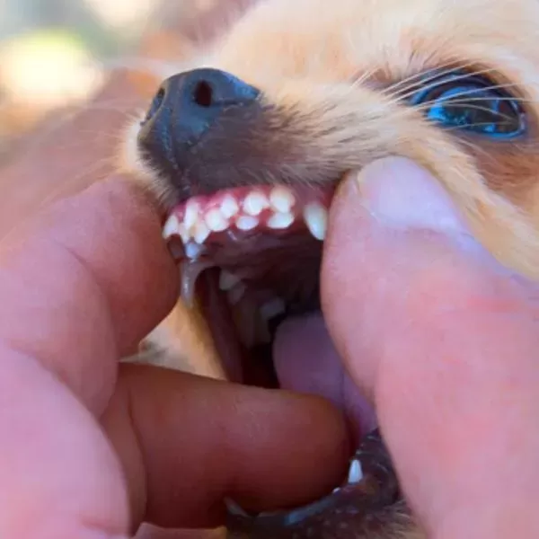 Do Dogs Regrow Teeth