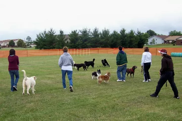 Dog friendly activities near me