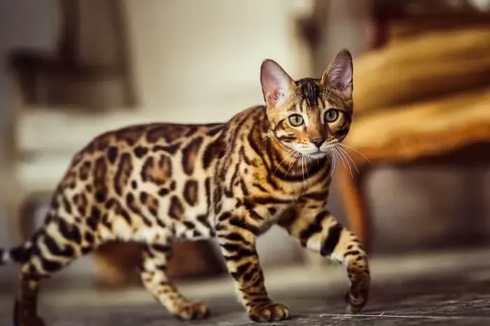 Meet the Bengal Cats! - SeaQuest