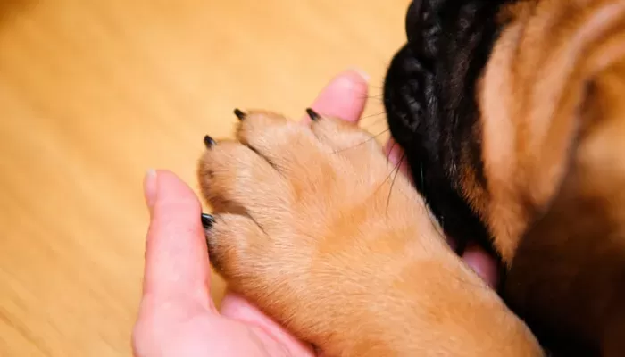 Como parar o sangramento das unhas do cachorro em casa