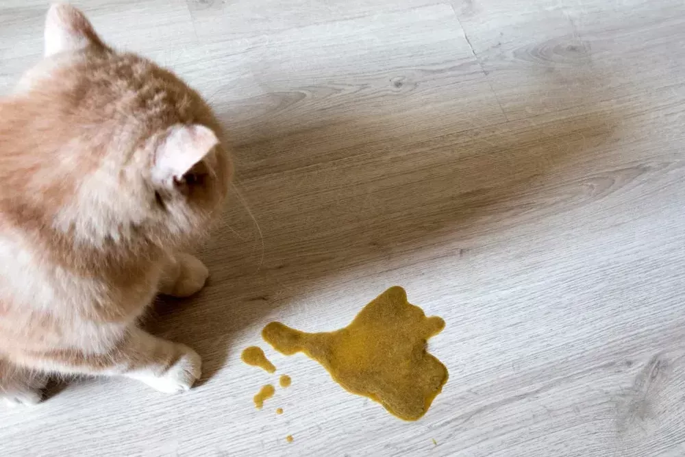 Why does my cat vomit its food?