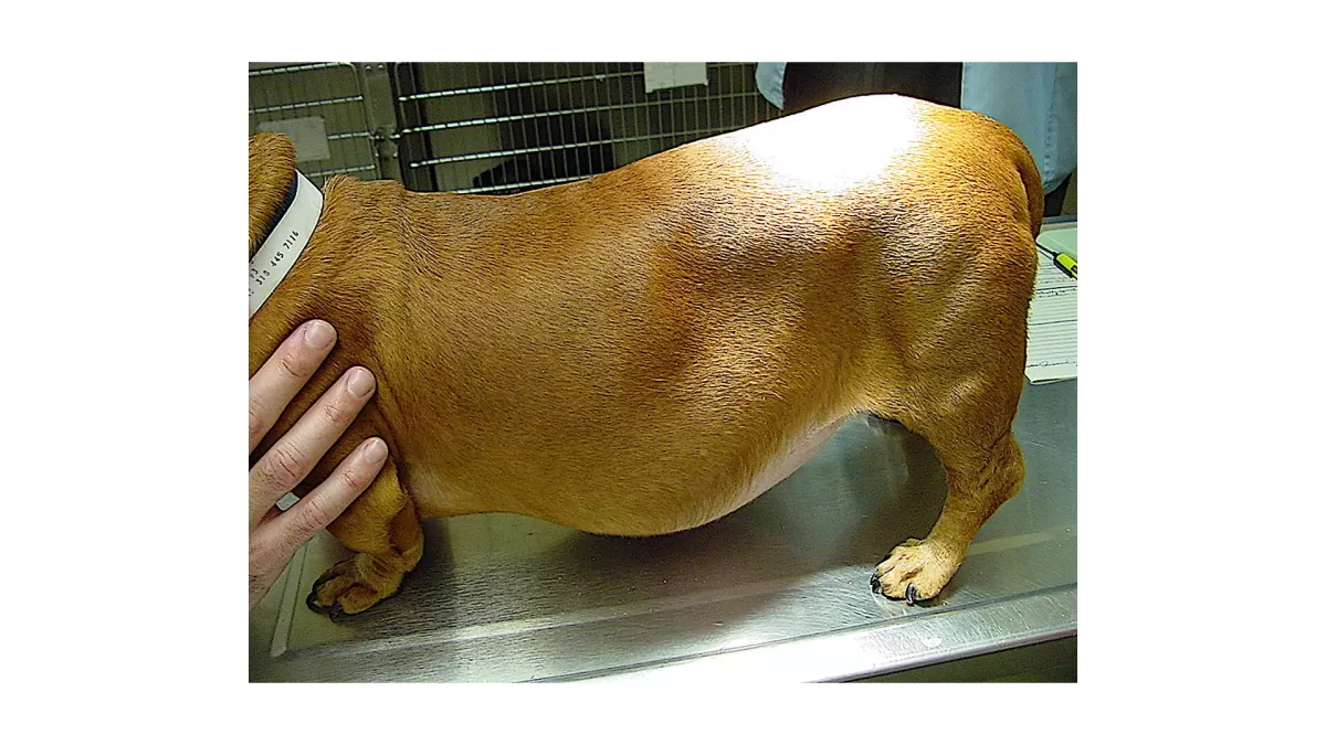 Cushing's Disease in Dogs