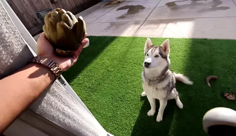 Can Dogs Eat Artichokes? - Everything You Need To Know