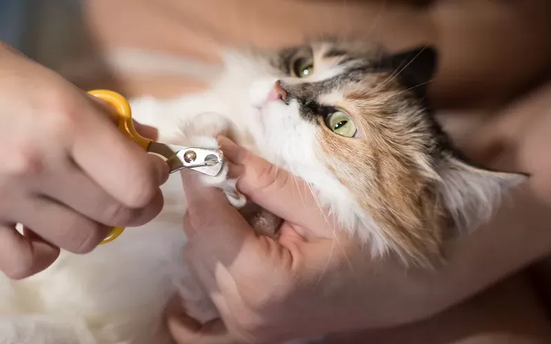 Cómo cortar las uñas de los gatos  