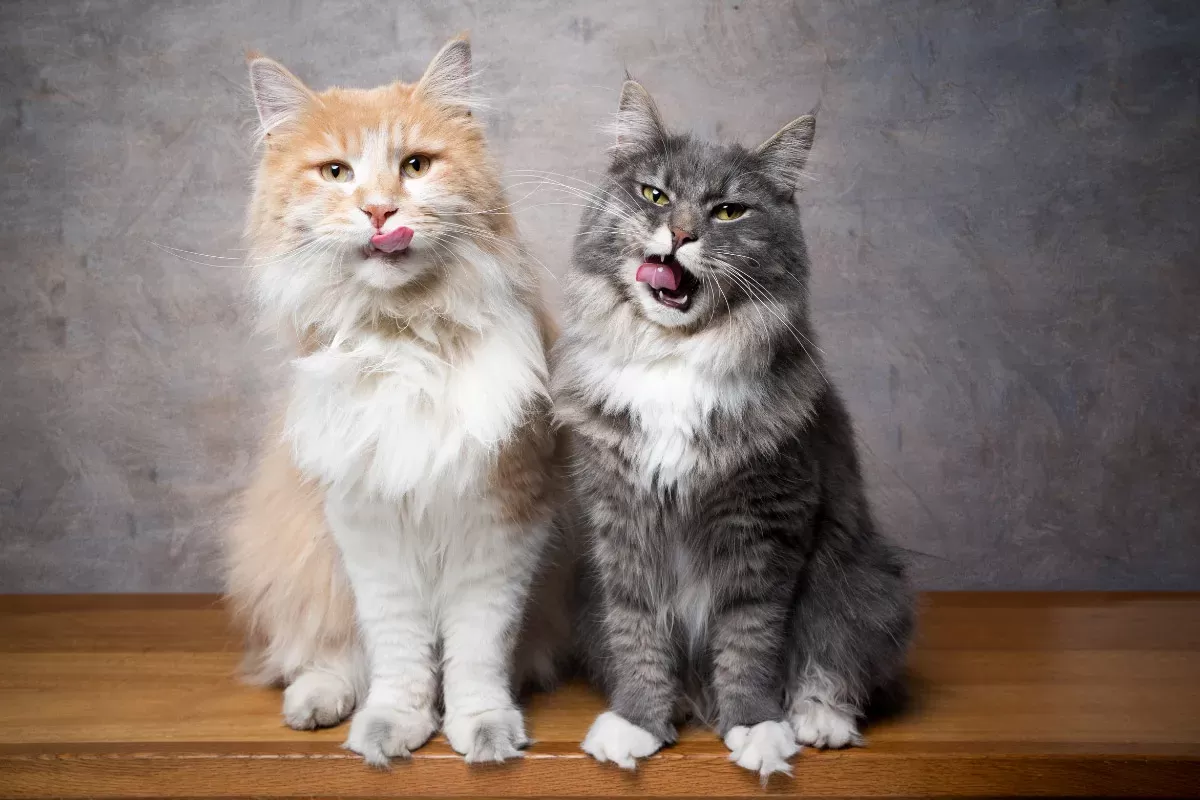  Maine Coon Cats (2023)