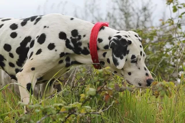 Can Dogs Get Poison Ivy