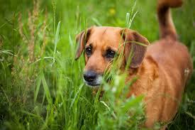 Anaplasmosis in Dogs