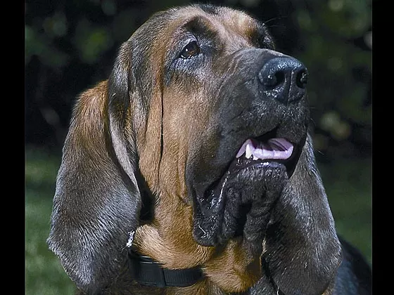 what dogs have jowls