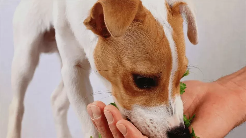 Catnip for Dogs