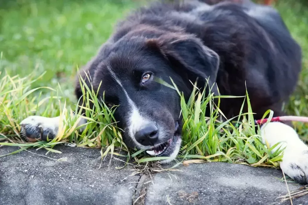 Comprender las causas y preocupaciones de las heces mucosas de los perros