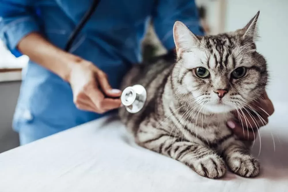 Cat Coughing: Causes And Treatment