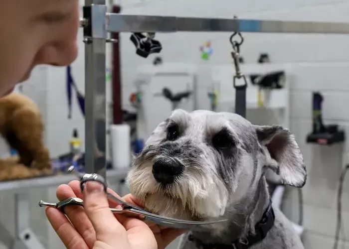 Schnauzer Grooming