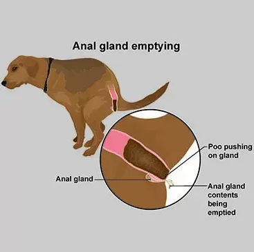 Anal Gland Issues In Dogs