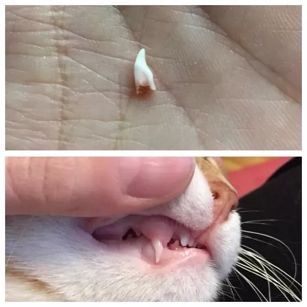 Kitten fashion baby teeth