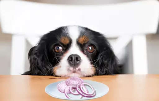 Are onions ok for dogs best sale