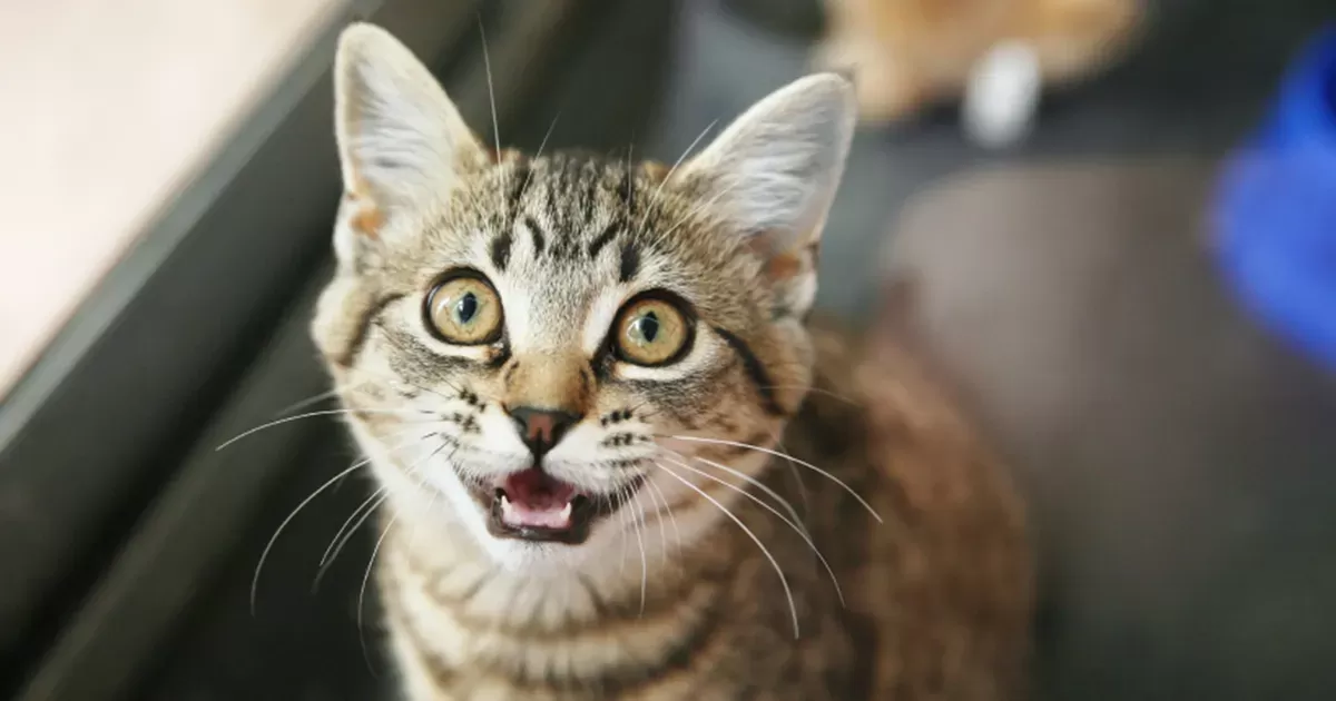 Understanding Cat Sneezing