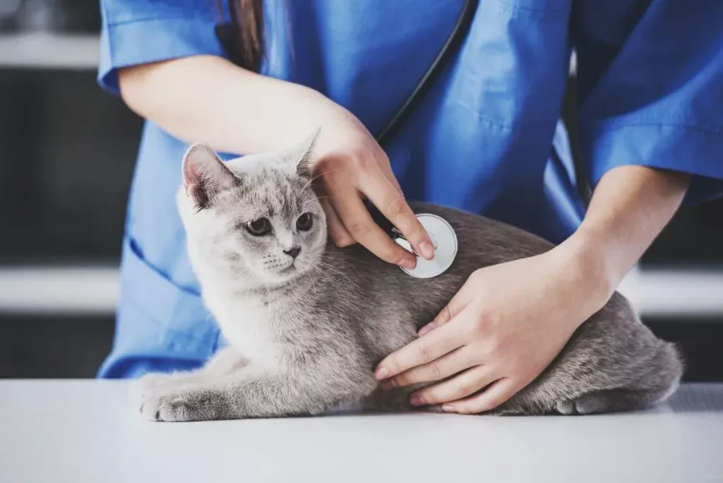 Desparasitação de gatos