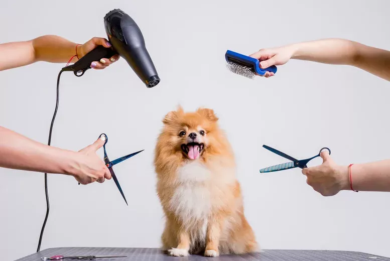 Bakım sonrası köpek kaşıntısı nasıl giderilir
