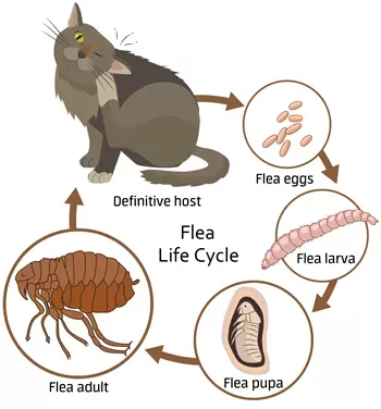 Flea in Cats: Causes, Symptoms and Treatment-Puainta®