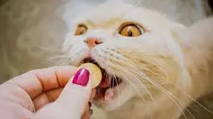 Phenobarbital for Cats