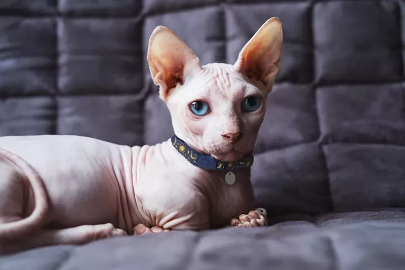 What is a Bambino Cat? Facts on the Hairless Breed | ASPCA Pet Health  Insurance