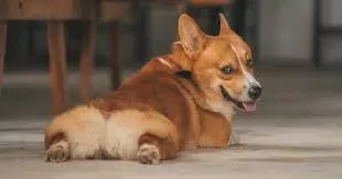 Wie man Blähungen bei Hunden auf natürliche Weise lindert