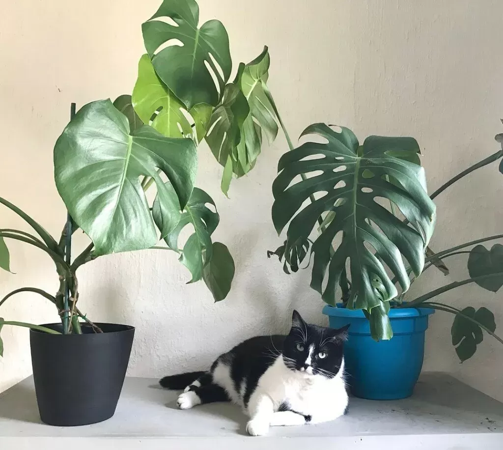 Is Monstera Toxic to Cats