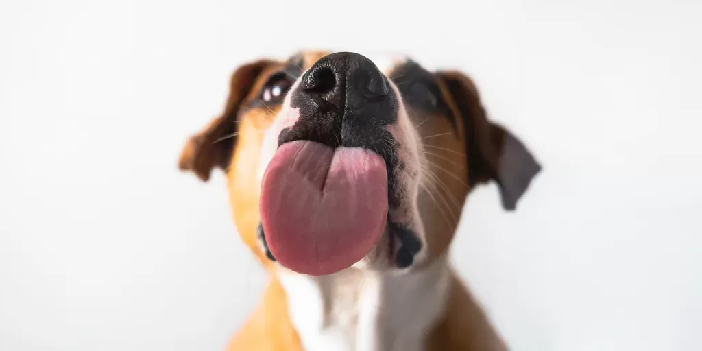 10 Facts About Dog Teeth And Saliva – The Pawsitive Co