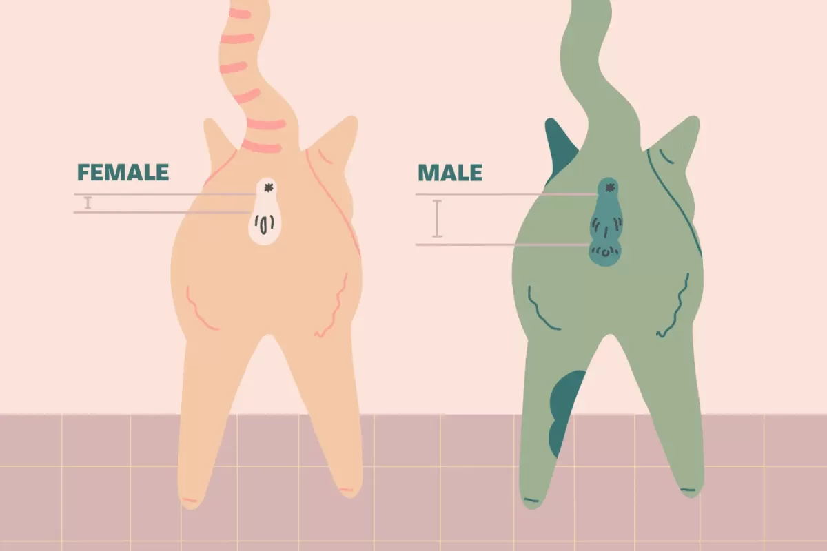 Male vs Female Cats How to Tell