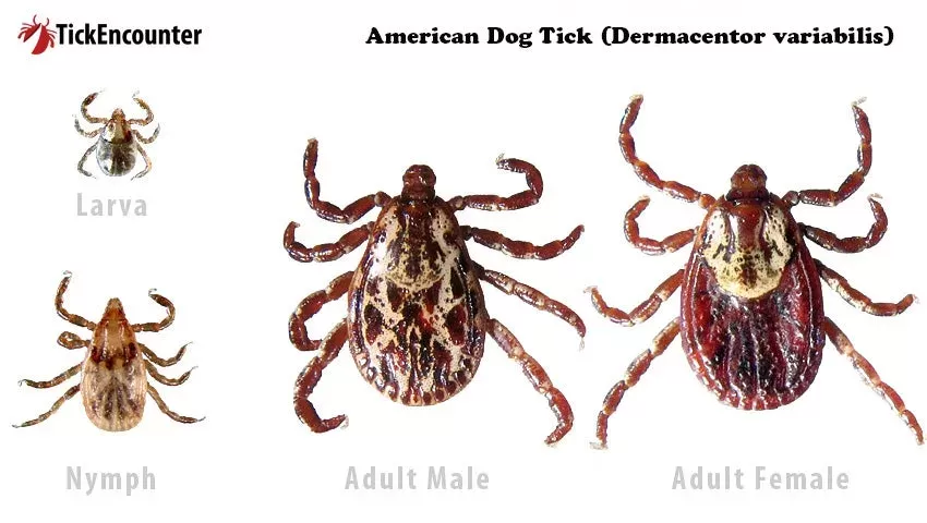 American Dog Tick