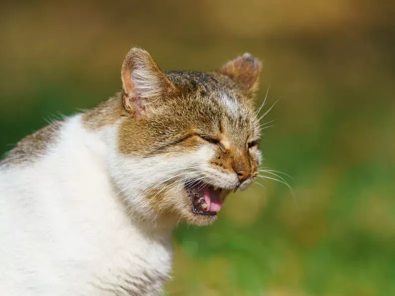 É normal os gatos tossirem