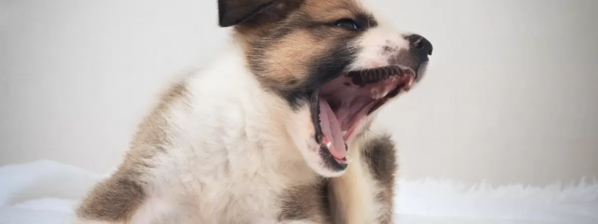 Dog Yawning