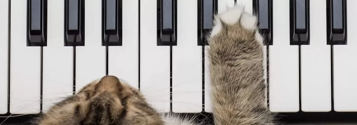 ¿A los gatos les gusta la música?